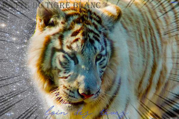 Patte du Tigre Blanc guerrier. 659826signatigre