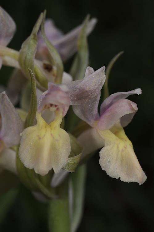 Dactylorhiza sambucina (Orchis sureau) 662190Sam09