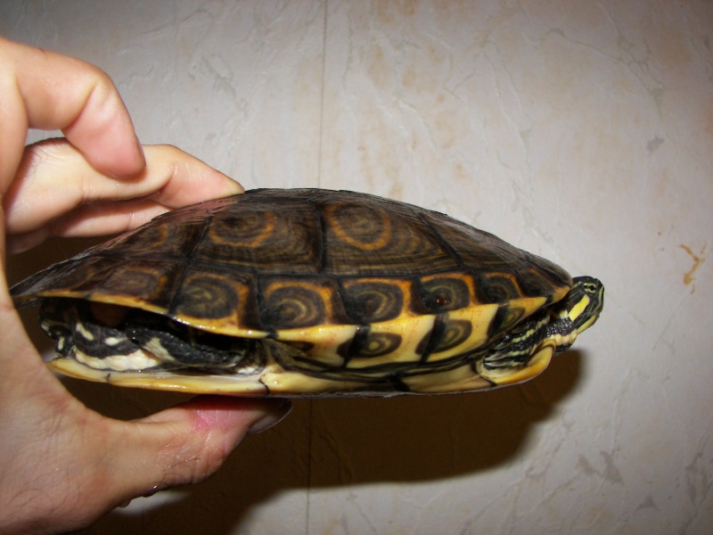 trachemys ornata 6622901010001