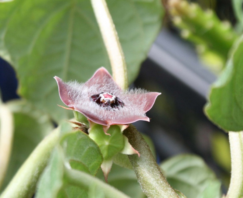 Matelea cyclophylla 662648mateleacyclophyllafleurprofil