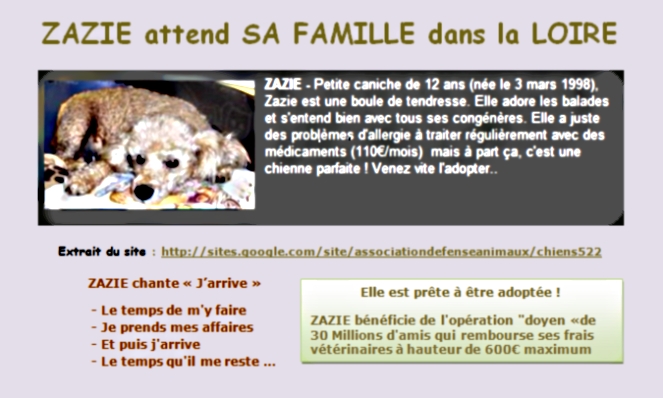 ZAZIE, CANICHE 13 ANS ne mars 98  A L'ADA  ST CHAMOND (42) 662799zazieloire