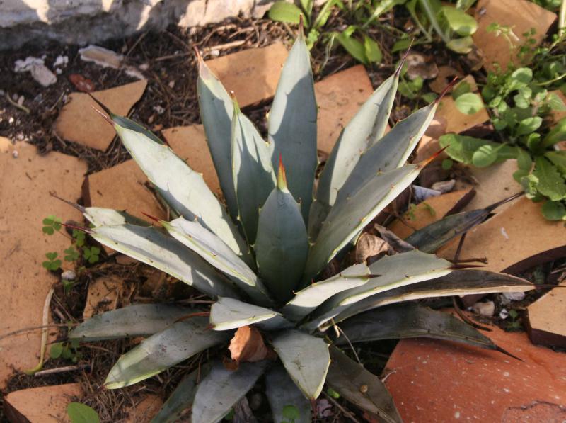 Agave macroacantha  662916agavemacroacantha