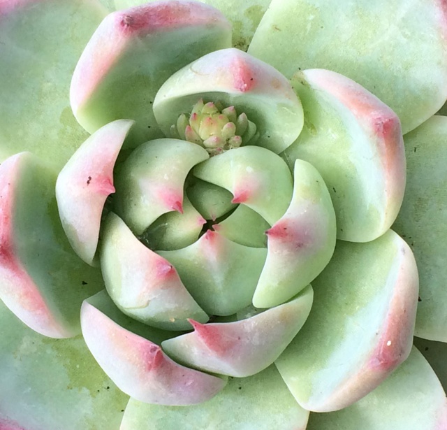 Echeveria 664003echeveriachihuahuensisgrosplan