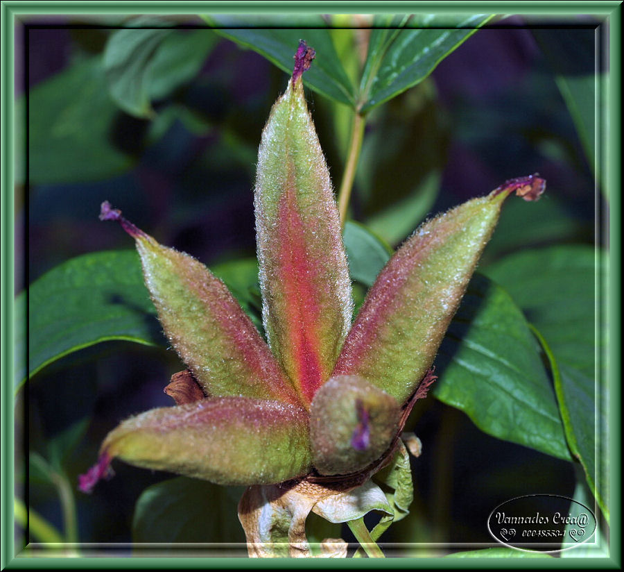 Les Fleurs de mon jardin suite 1 664128cestQuoi