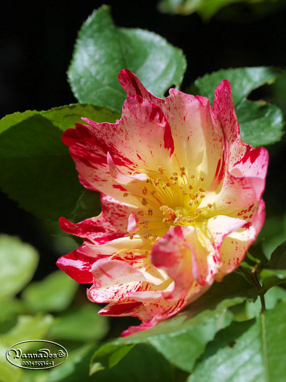 Les Fleurs de mon Jardin - Page 2 665960rose2