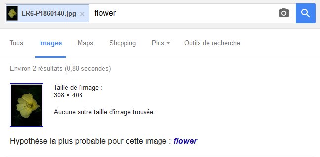 Sont bons chez Google 667572googleflower