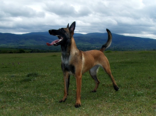 Un trio de malinois !  - Page 10 667931op022