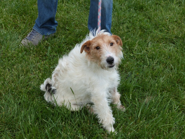 BUDDY Fox Terrier 3 ans - Spa de Poitiers (86) 669705245fBuddy1