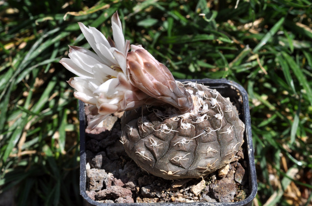 Floraisons de mes Gymnocalycium 670014gymnocalyciumragonesei1107153