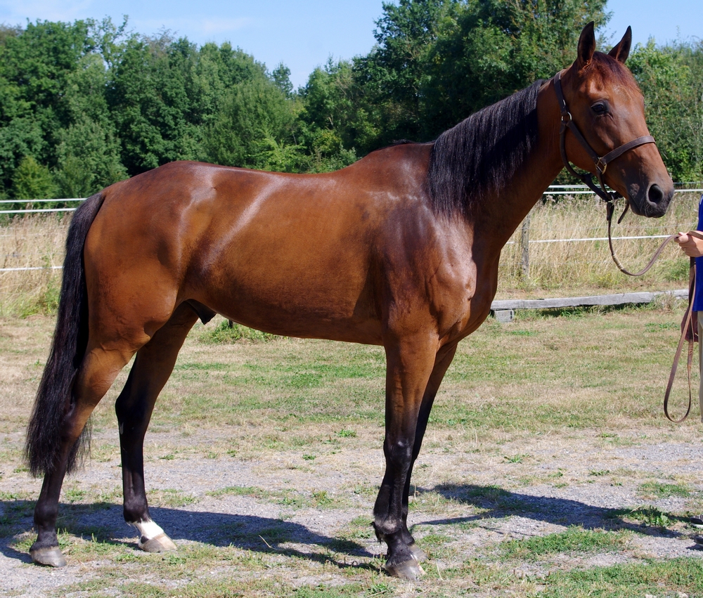 [PLACE VERONIQUE ] BOLERO  Le meilleur cheval patafix...... 670327bolro6