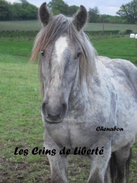 (Dept19) CHENABON, Trait Percheron Breton, réservé par Britta (Juillet 2013) 670664chenabon1