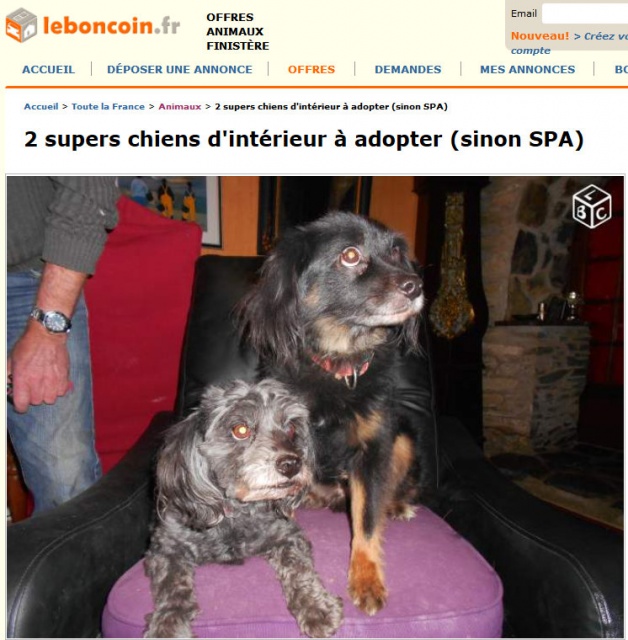 2 gentils x caniche  en danger mre 12a et fils 10a(29) 672291Capturepleincran22112014095537