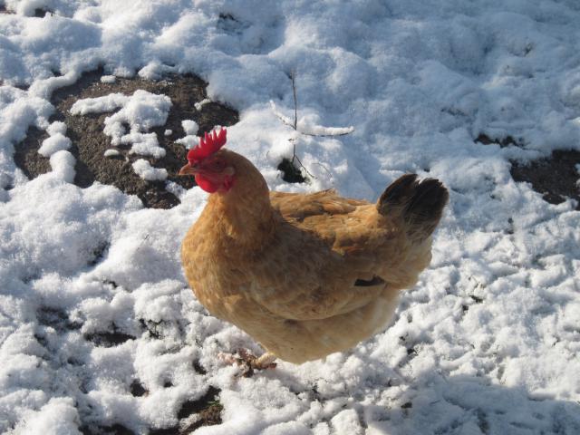 les poules de la ferme dans la neige 675752IMG3957jpg