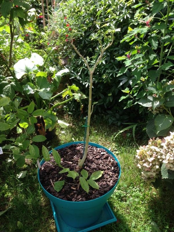 Graines de brugmansia blanches - Page 2 675890IMG6092