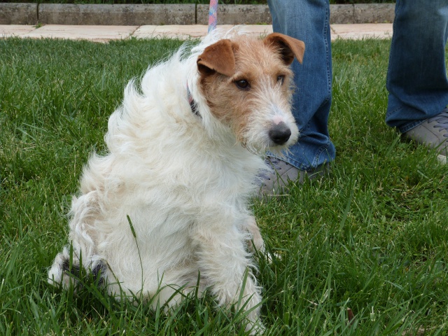 BUDDY Fox Terrier 3 ans - Spa de Poitiers (86) 676568245fBuddy8