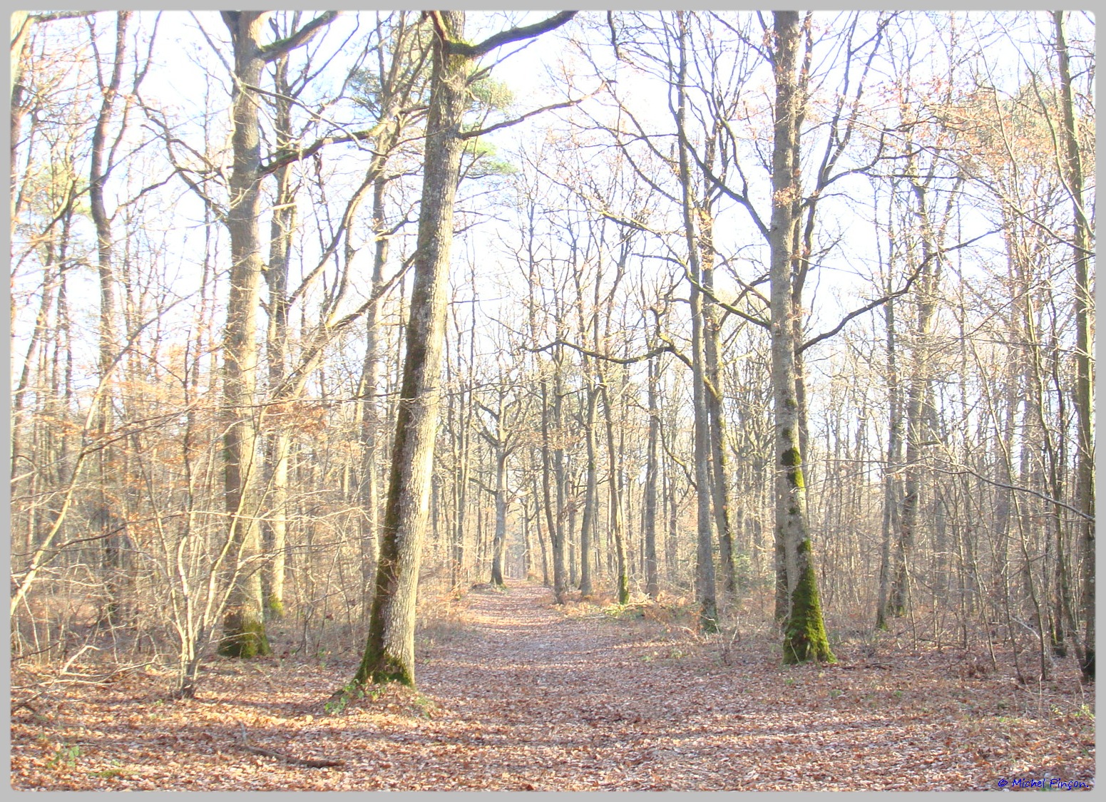 [fil ouvert] la forêt dans tous ses états - Page 11 677037DSC011651