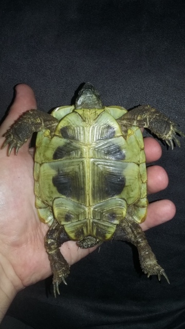 Identification tortue + aide si possible 678385522