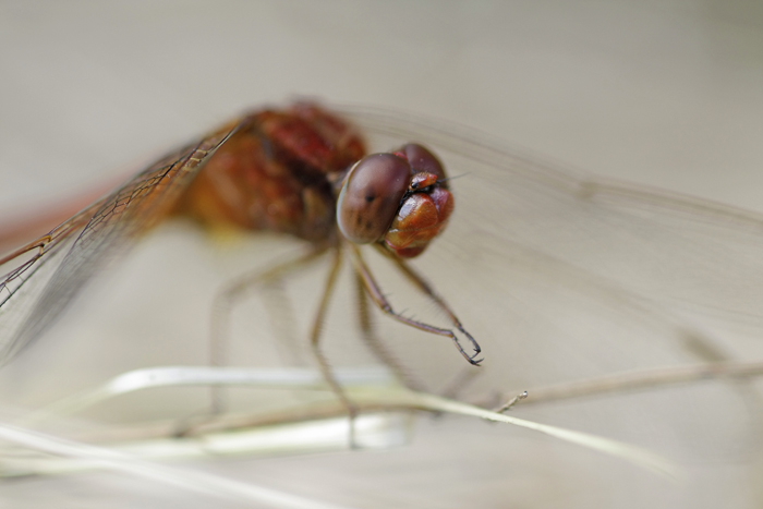 Voir de la vipère péliade, c'est trop facile.... 678413Sympetrum1