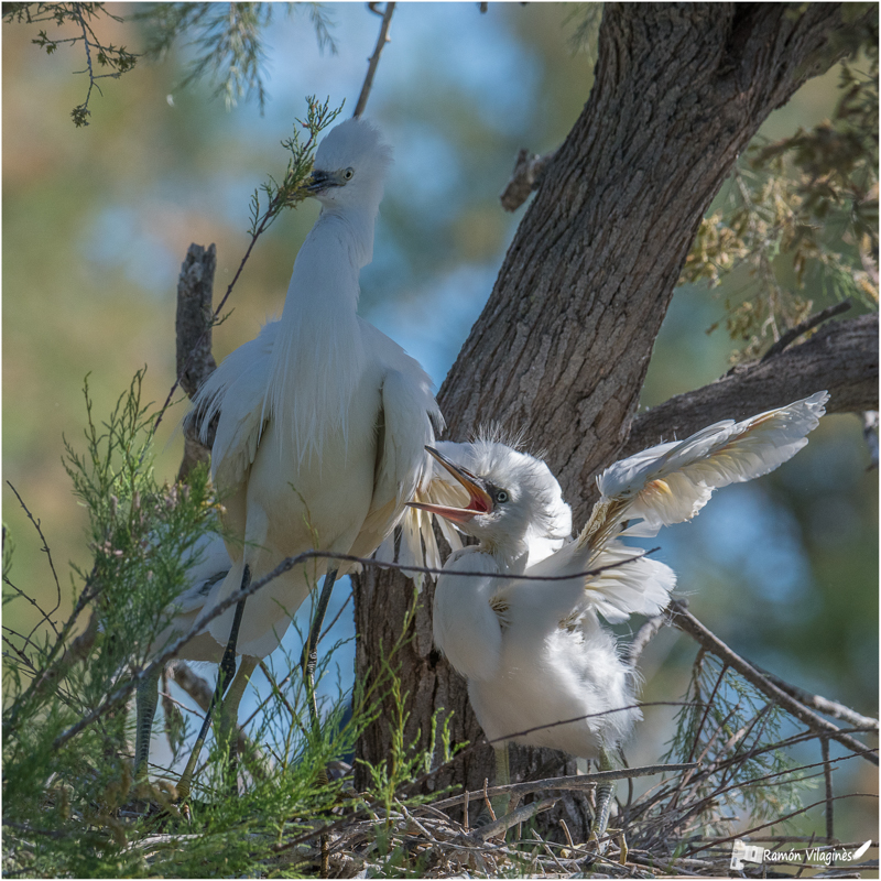 Aigrette garzette ? 681124DSC6507ModifierSmeac