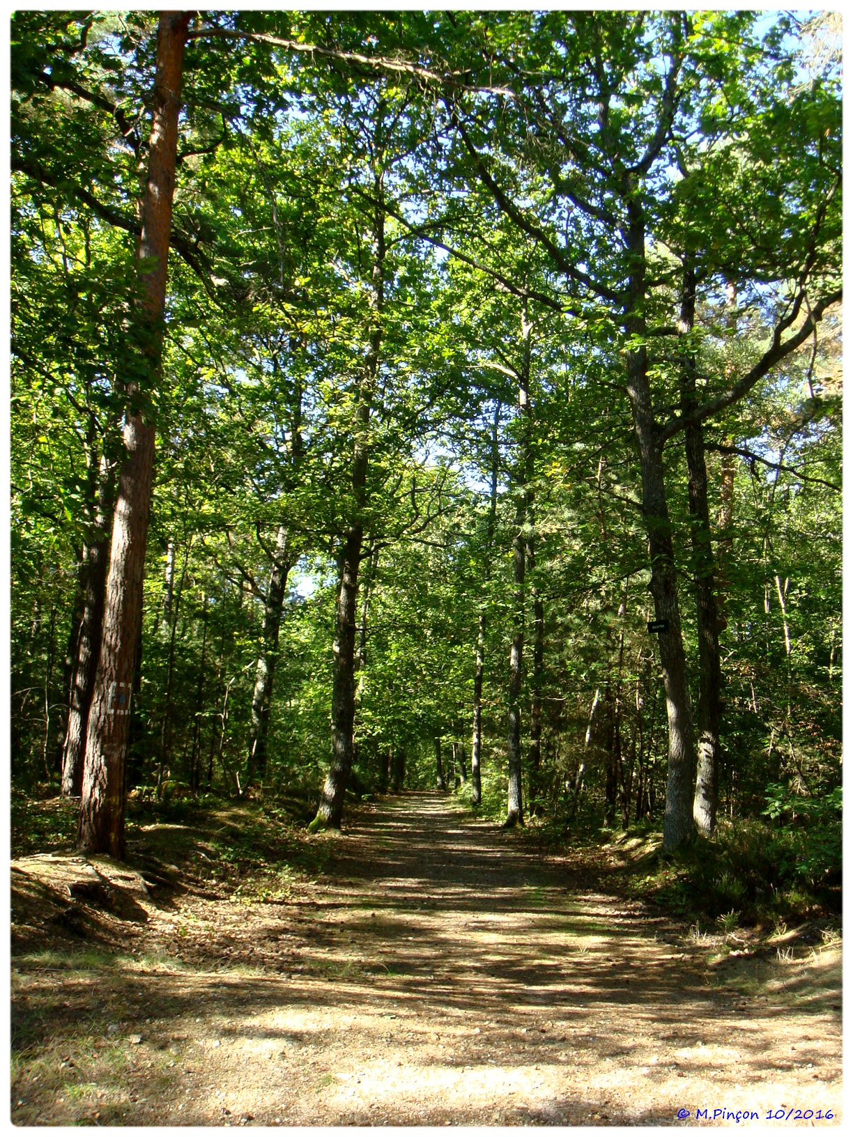 [fil ouvert] la forêt dans tous ses états - Page 6 682019DSC011085