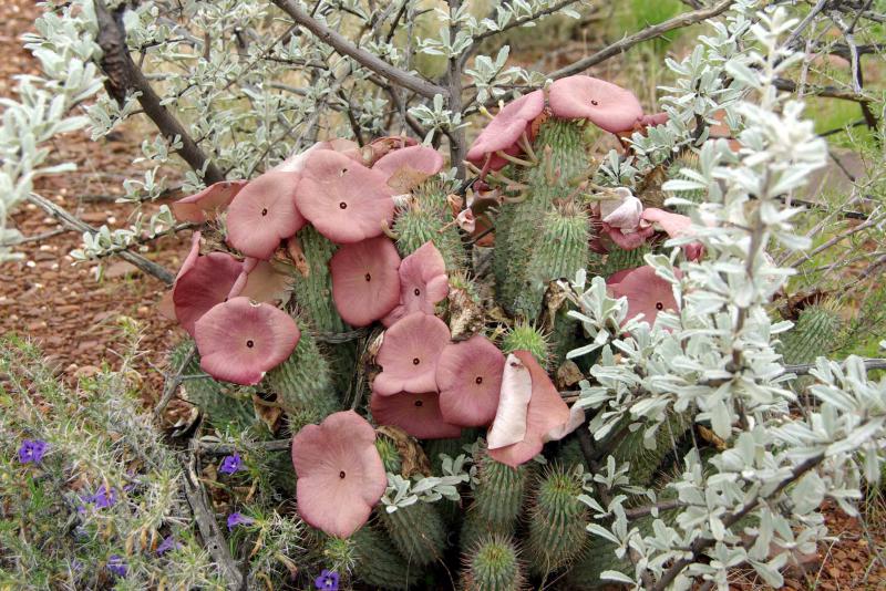 Invitation au voyage : La Namibie 684756hoodia