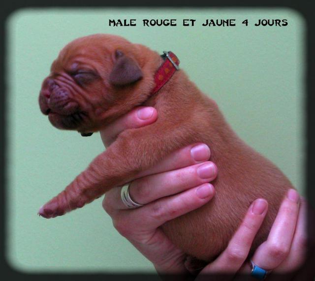 Chiots dogue de bordeaux LOF: Chili des pas de tacite et  Escroc des Gladiateurs du guesny 685814IMG8158