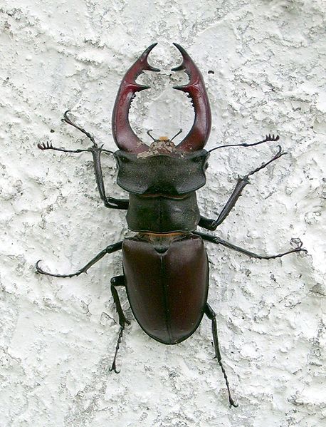 Bois et forêts - Chantilly - Faune -Flore -Milieux et habitats 686117458pxHirschkferbach