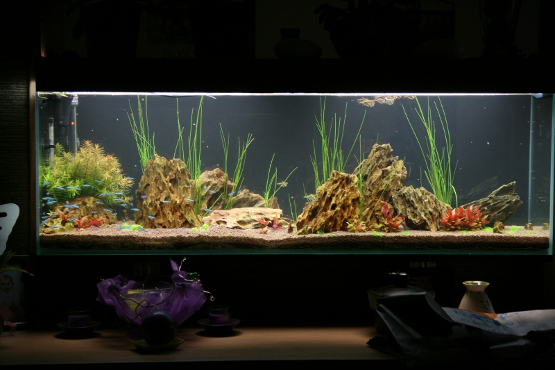 trigon 190 + cuve 120x30x40 aquascaping - Page 6 686883IMG2101