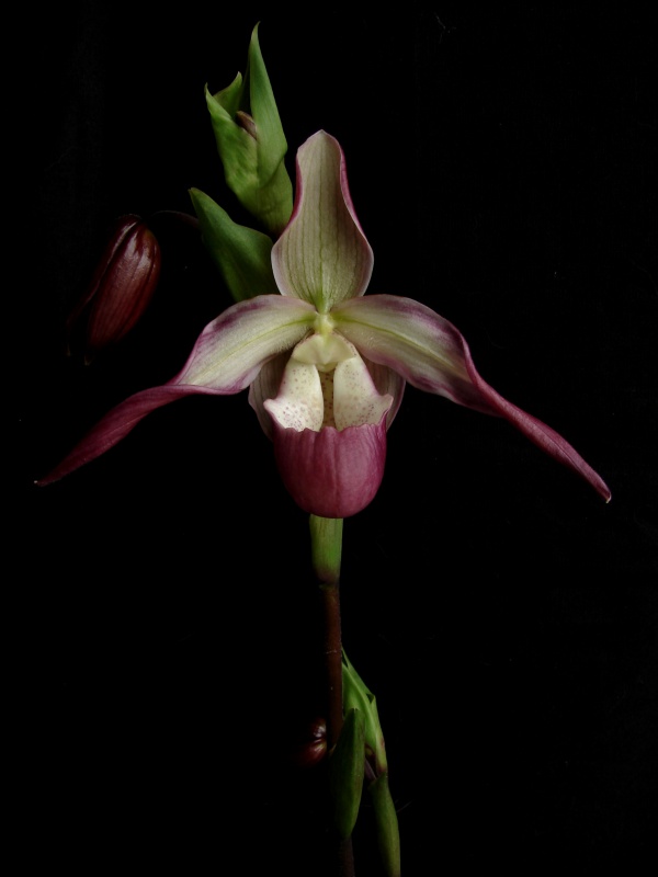 Phragmipedium Calurum (Sedenii x longifolium) 688193calurum05