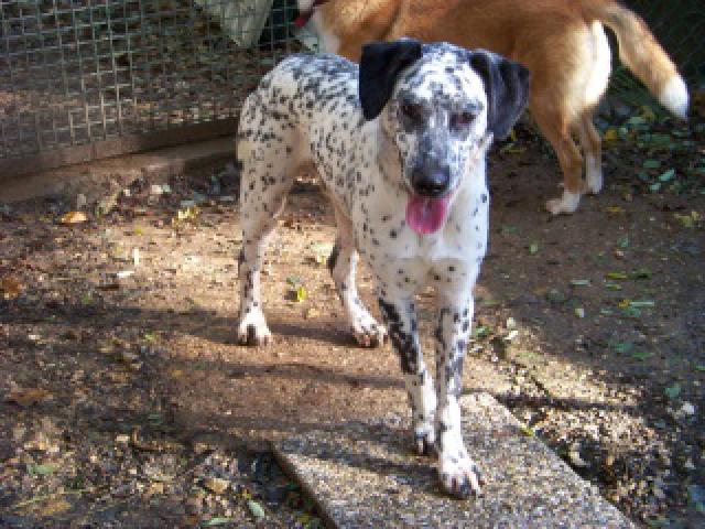   Pongo. X dalmatien. 1 an et demi. 1 an de refuge! spa dole (39) 688348crbstimport110jpg