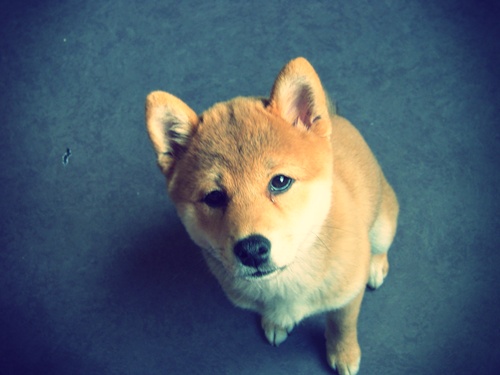 Ma Donnie, ma shiba, mon soleil ♥ - Page 2 6888251016679