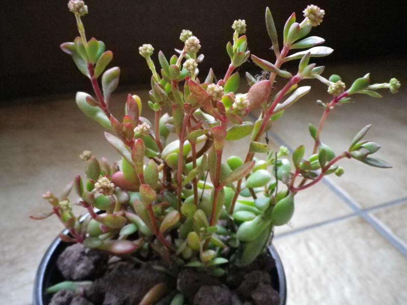 [Crassula cultrata] ? 689556CrassulaIMGP0934