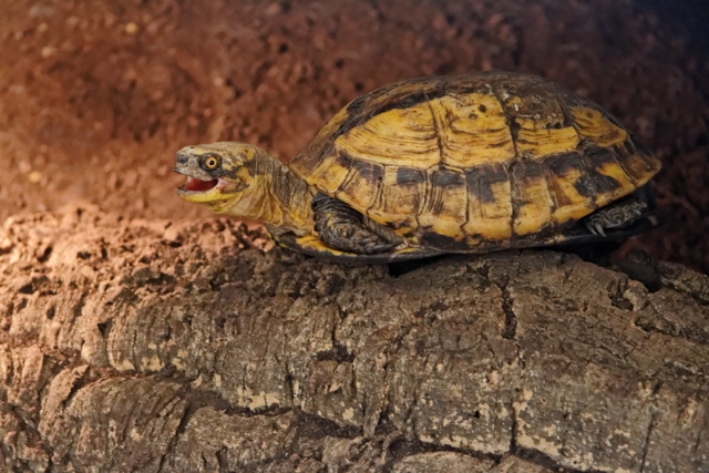 Le centre de récupération de tortues de Chavornay 689838Cistoclemmysgalbinifrons2640x480