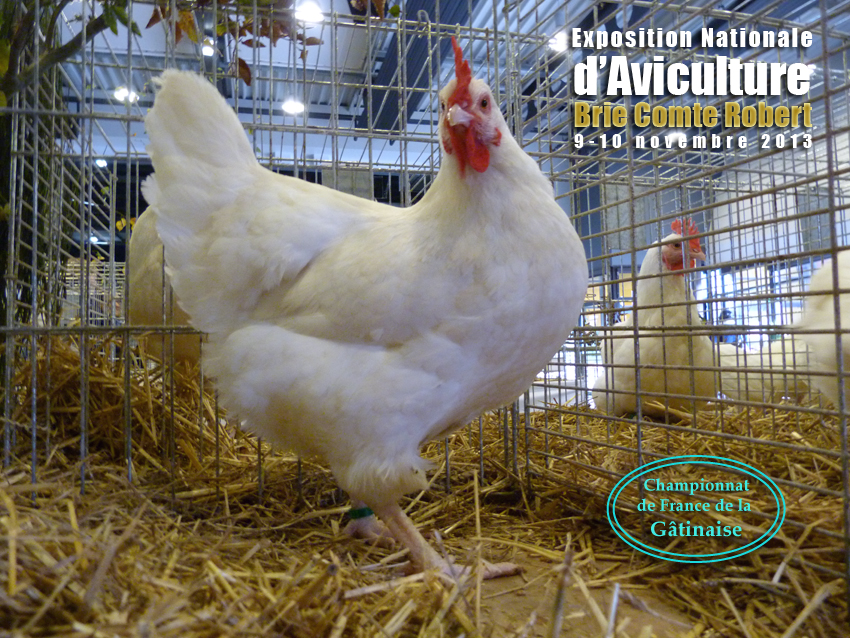 Expo de Brie 9-10 novembre les photos 689948champ