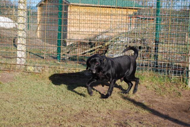 BRAKO (type labrador) - Page 2 691664DSC_0505