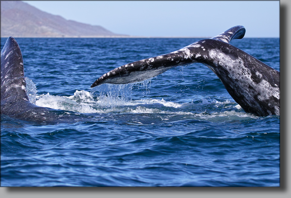 BAJA CALIFORNIA, j'ai caressé des baleines ... - Page 3 695186SDI4273