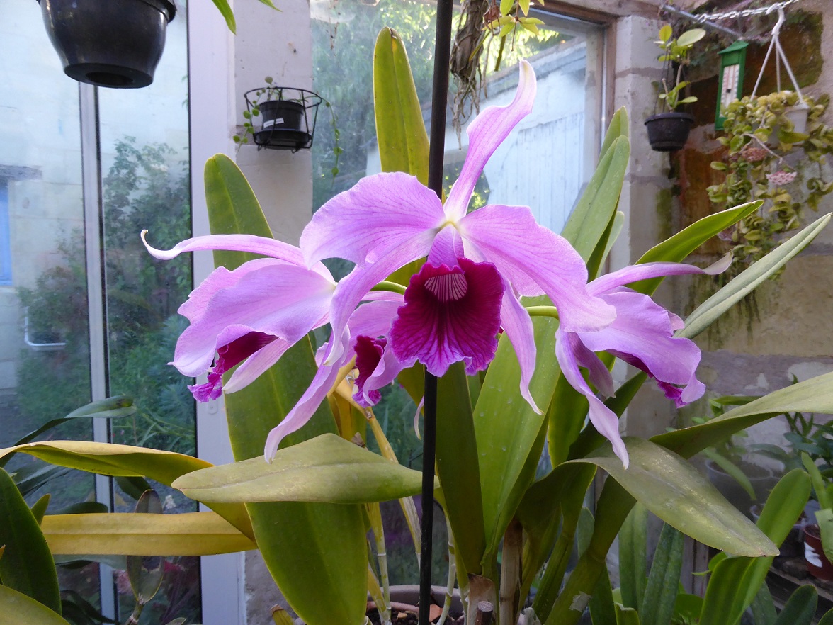 Cattleya Pacavia (purpurata x tenebrosa) 695296P1080982