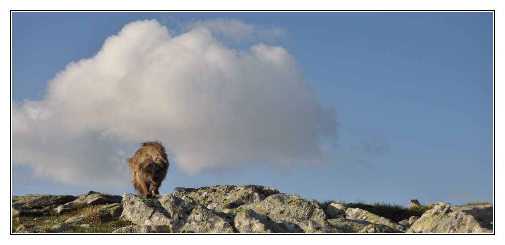 Une vie pyrénéenne de labrit des pyrénées - Page 6 695478mad0229