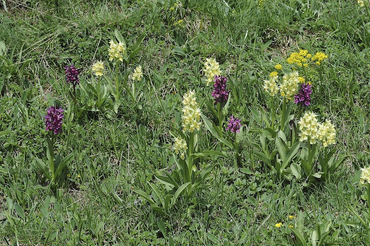 Dactylorhiza sambucina (Orchis sureau) 695873Sam01