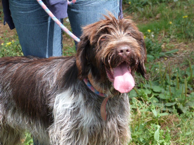 GIPSY Griffon korthal 3 ans - Spa de Poitiers (86) 696938155rGipsy9