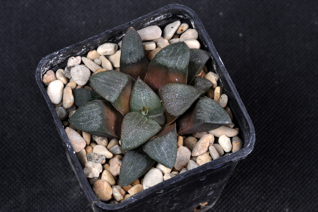 Mes Haworthia 698360bayeriGM261FH120929001