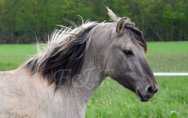 Mes koniks : nouvelles photos ! - Page 2 699306DSC0559mod