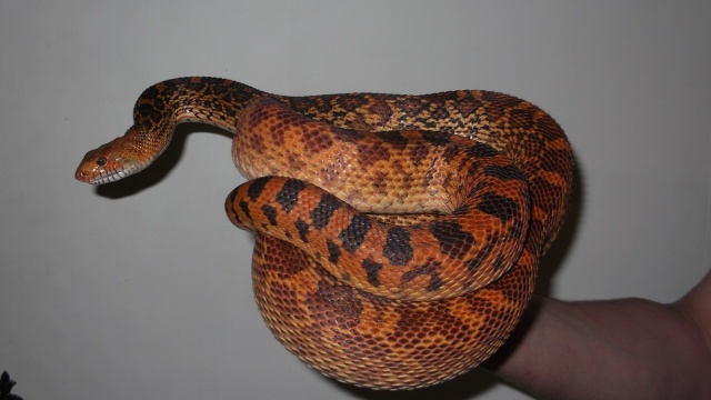 Pituophis c.sayi "kingsville"(Texas) 700052Mlepit1