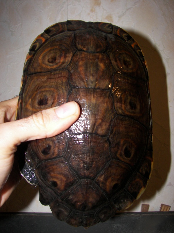 trachemys ornata 7000911010006