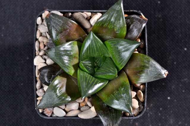 Mes Haworthia 700411comptonianaXbayeriF22FH120929002