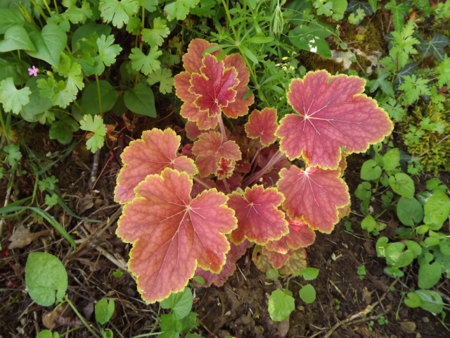 Heuchera - heuchère - variétés 702587DSCF56141024x768