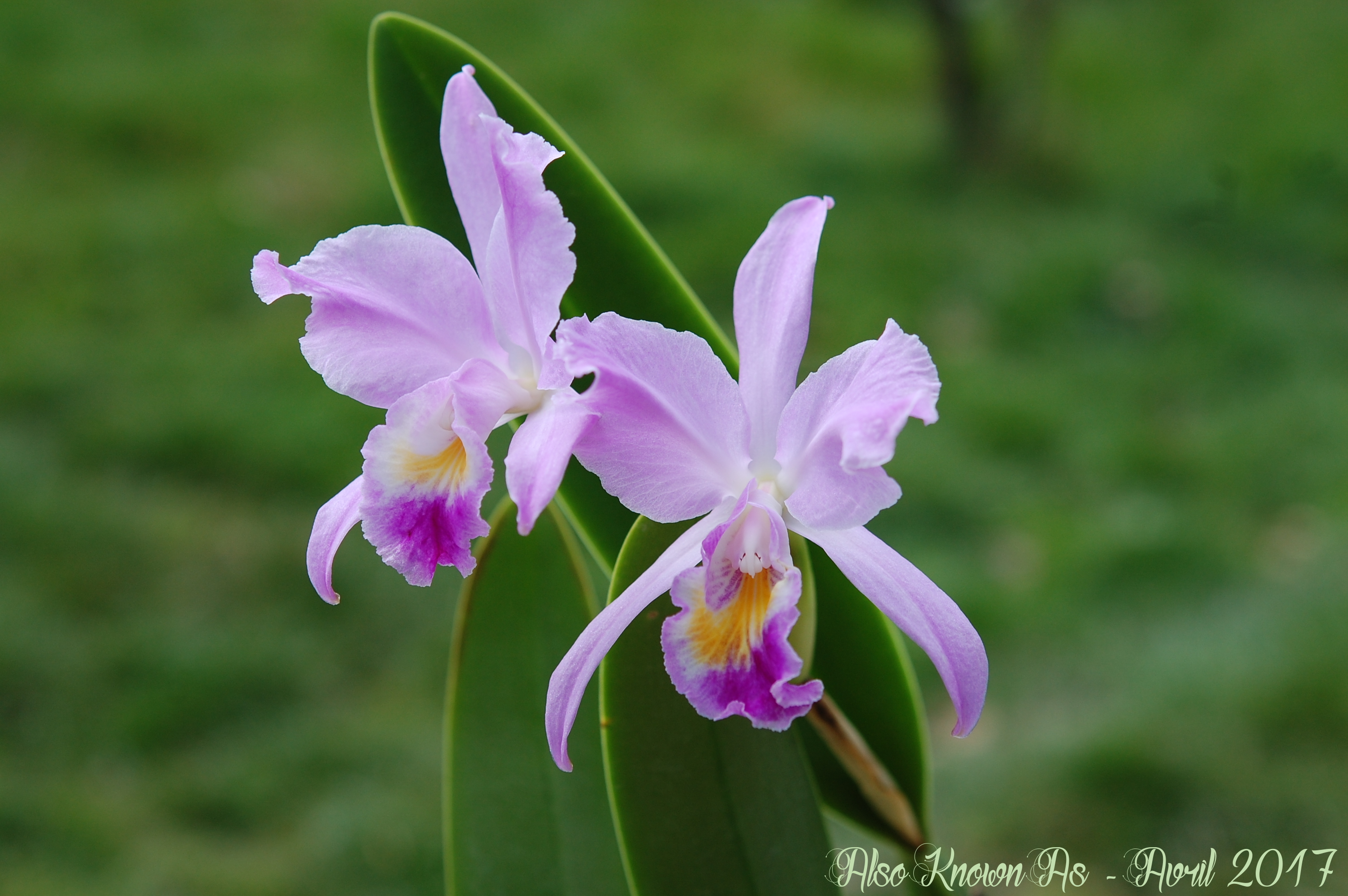 Cattleya trianae 702683trianae