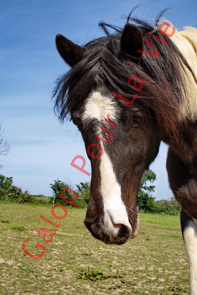 LOONY -  ONC poney né en 2001 - Adopté en juin 2011 par Carole 704834IMG4868