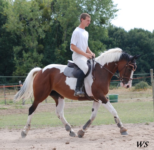 Elevage de Javot - poneys"A" et D'Acteon -  Chevaux de Sport ....... 70533707sept2009005