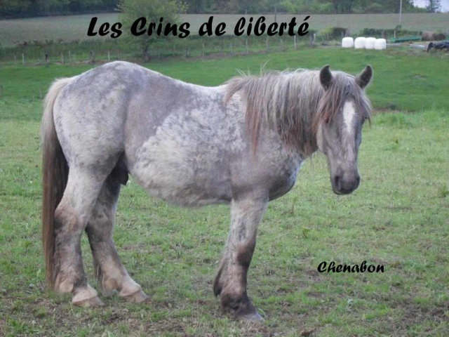 (Dept19) CHENABON, Trait Percheron Breton, réservé par Britta (Juillet 2013) 706106Chenabon